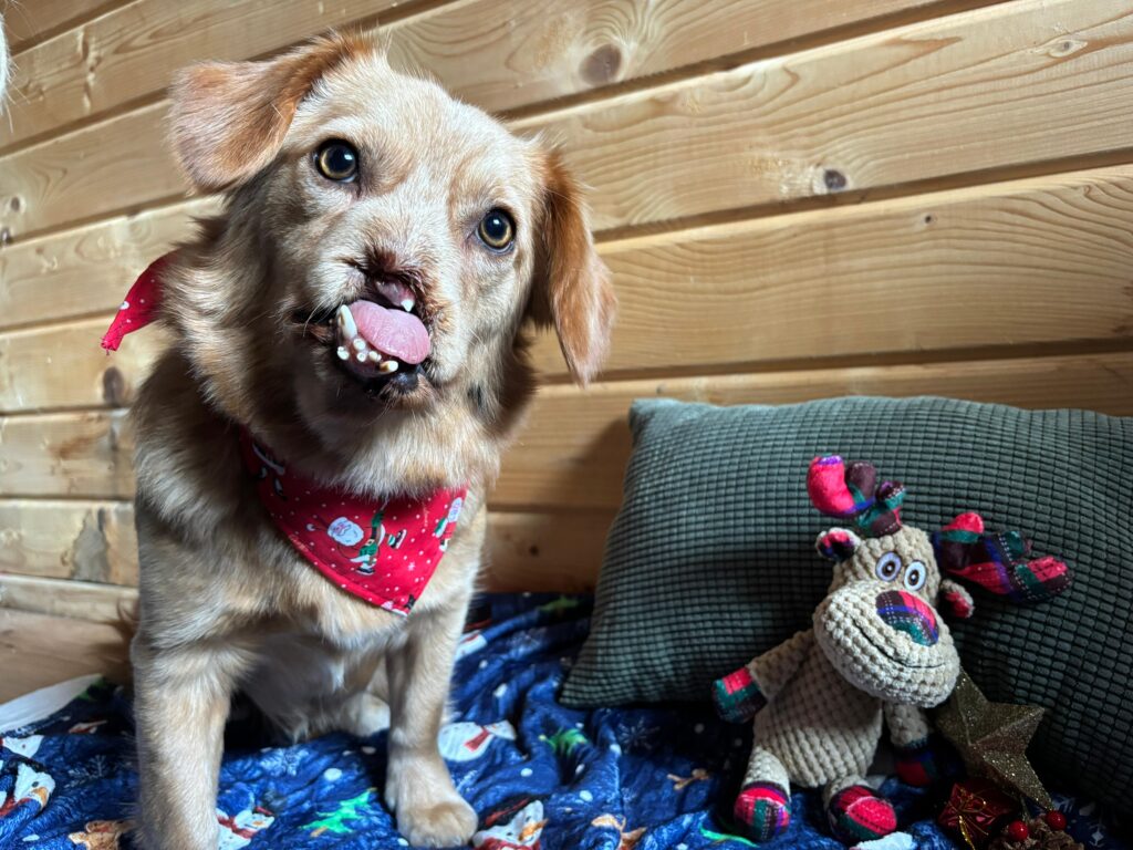 Goldina bitte um Hilfe. Sie braucht dringend eine Operation. Spenden Sie für Goldina