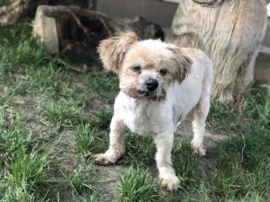 Ein Hund baby schaut uns an