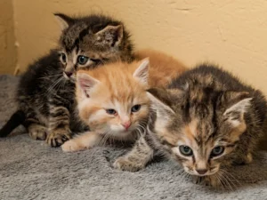 Drei Kitten schauen süß an.