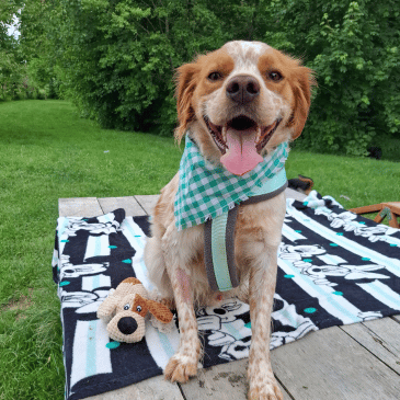 Adoption Gallery Image