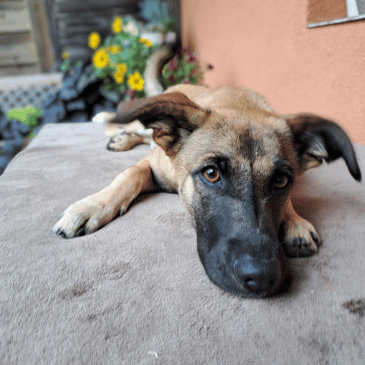 Adoption Gallery Image