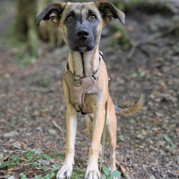 Adoption Gallery Image
