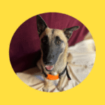 Nala braucht eine OP ihrer Ellbogendysplasie