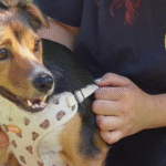 Danke für Ihre Unterstützung für Bienchen