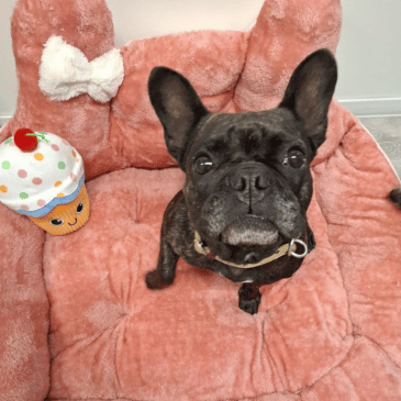 Adoption Gallery Image