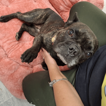 Adoption Gallery Image