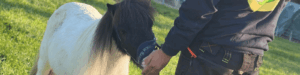 Krankes Mini-Pony im Bezirk Gmünd (NÖ) ausgesetzt
