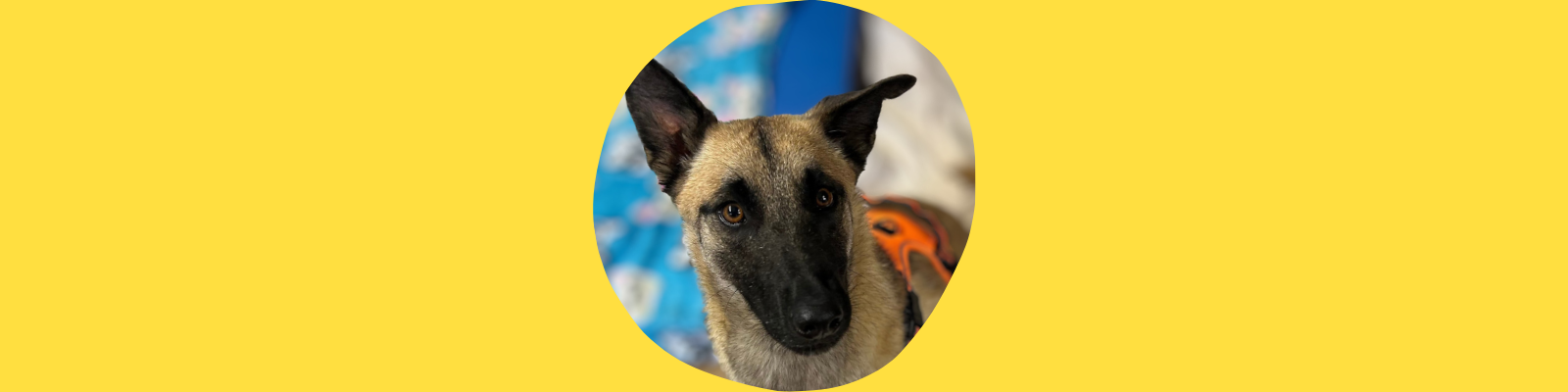 Nala