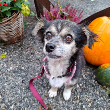 Adoption Gallery Image