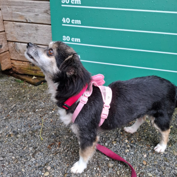 Adoption Gallery Image