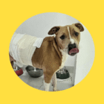 Österreichischer Hund in Serbien schwerst verletzt gefunden