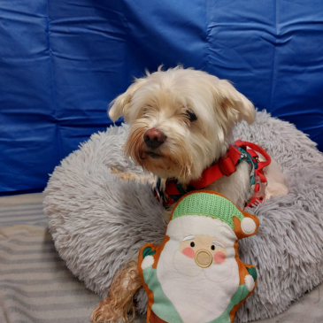 Adoption Gallery Image