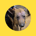 Keine Verurteilung für Enzos Halter