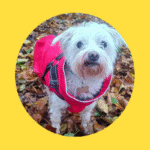 Unfassbar: Alter Hund wegen neuem jungen Hund rausgeschmissen!