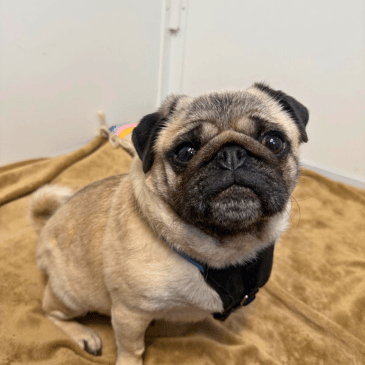 Adoption Gallery Image