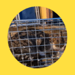 Aufwendige Rettung: Katzen im Schnee auf Berg zurückgelassen