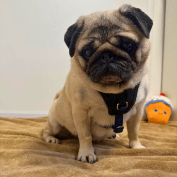 Adoption Gallery Image