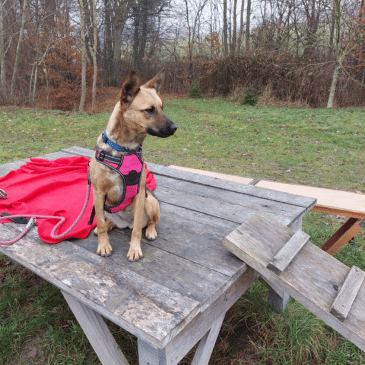 Adoption Gallery Image