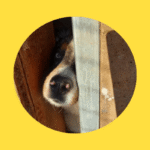 Tierhändlerin zum 4. Mal vor Gericht: 1 Jahr bedingte Freiheitsstrafe für schweren Betrug