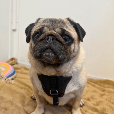 Adoption Gallery Image