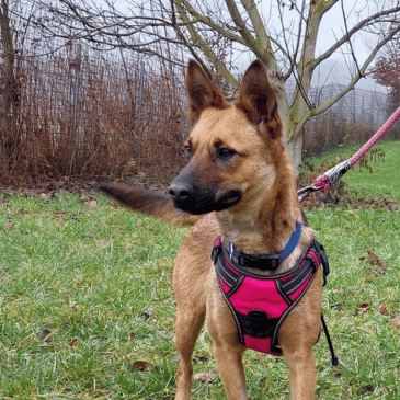 Adoption Gallery Image