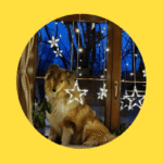 PFOTENHILFE: Weihnachten geht auch tierfreundlich