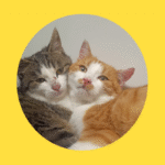 Pfotenhilfe rettet erneut zwei Katzen vom Berg