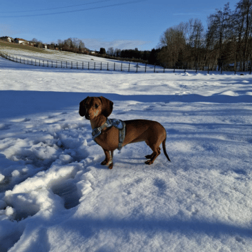 Adoption Gallery Image