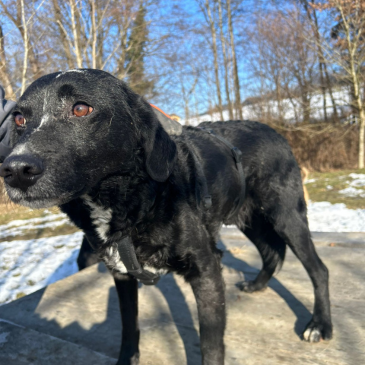 Adoption Gallery Image