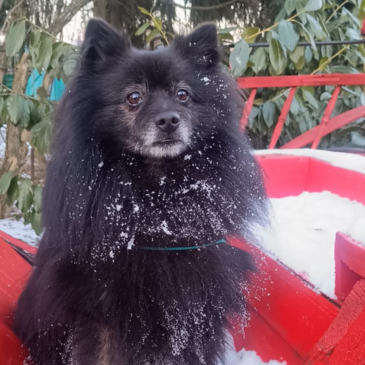 Adoption Gallery Image