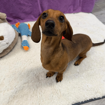 Adoption Gallery Image