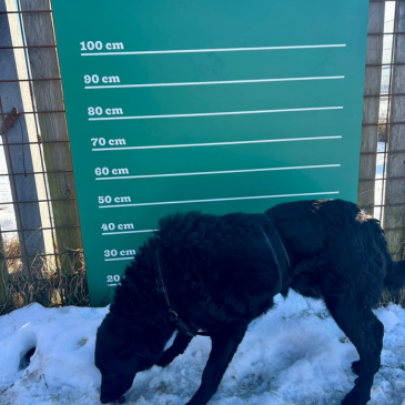 Adoption Gallery Image