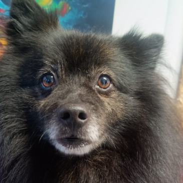 Adoption Gallery Image