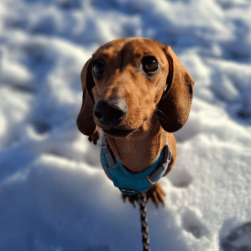 Adoption Gallery Image