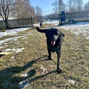 Adoption Gallery Image