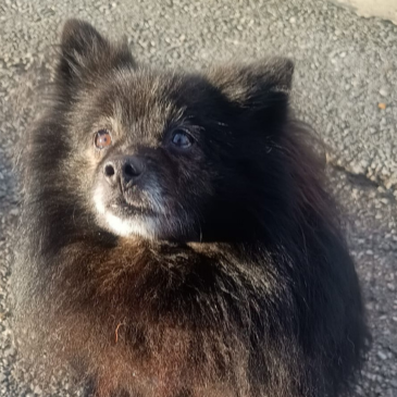 Adoption Gallery Image