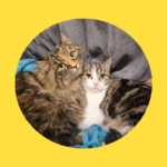 Zurückgelassene Almkatzen sind umzugsfertig