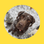 Pfotenhilfe: Neues Jahr beginnt mit Welle an Tierabgaben