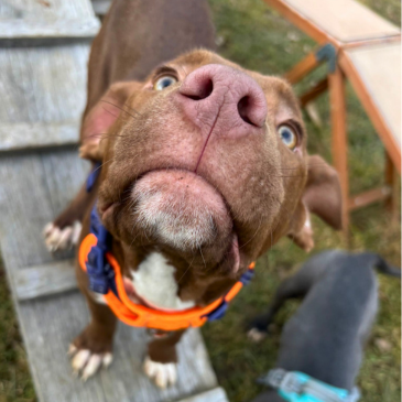 Adoption Gallery Image