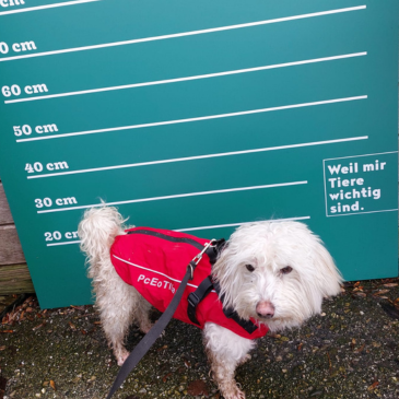 Adoption Gallery Image