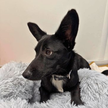 Adoption Gallery Image