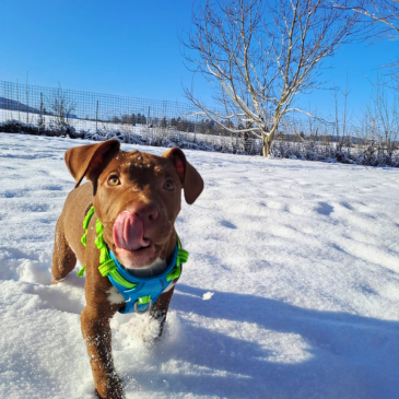 Adoption Gallery Image