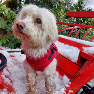 Adoption Gallery Image