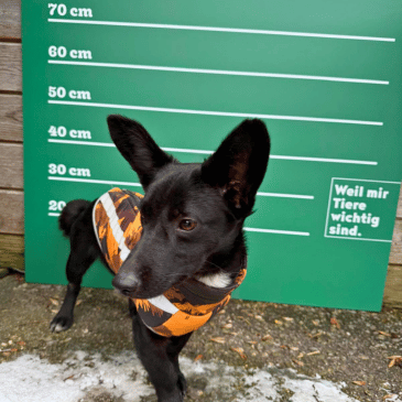 Adoption Gallery Image