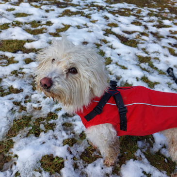 Adoption Gallery Image