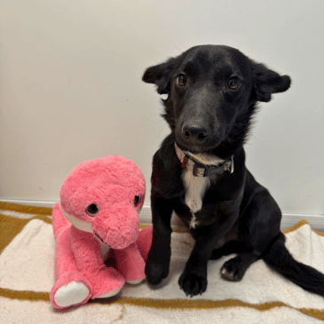 Adoption Gallery Image