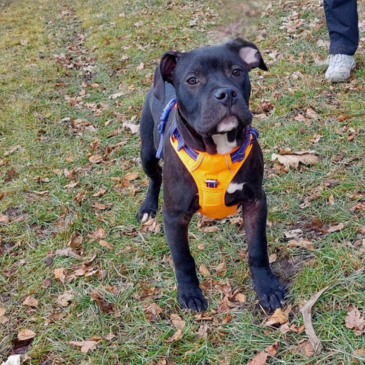 Adoption Gallery Image