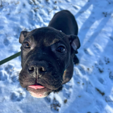 Adoption Gallery Image