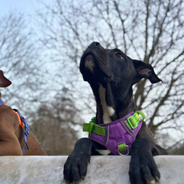 Adoption Gallery Image