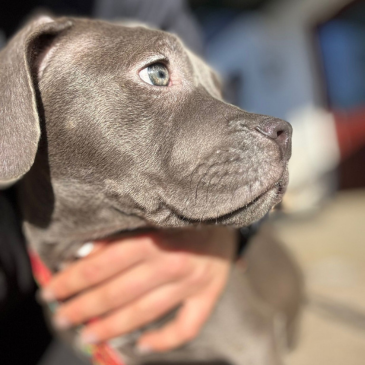 Adoption Gallery Image